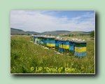 Ko�nice �lanova